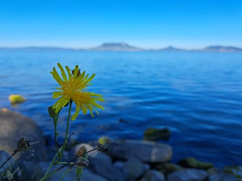 Beach, Lake view, Mountain view