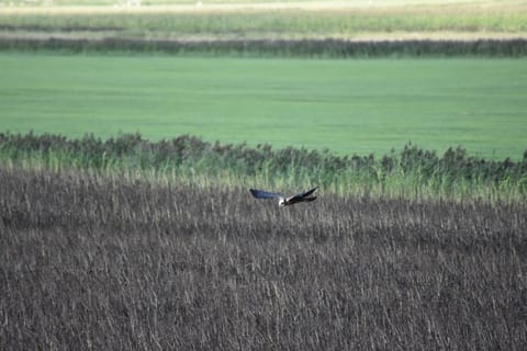 Natural landscape, Animals