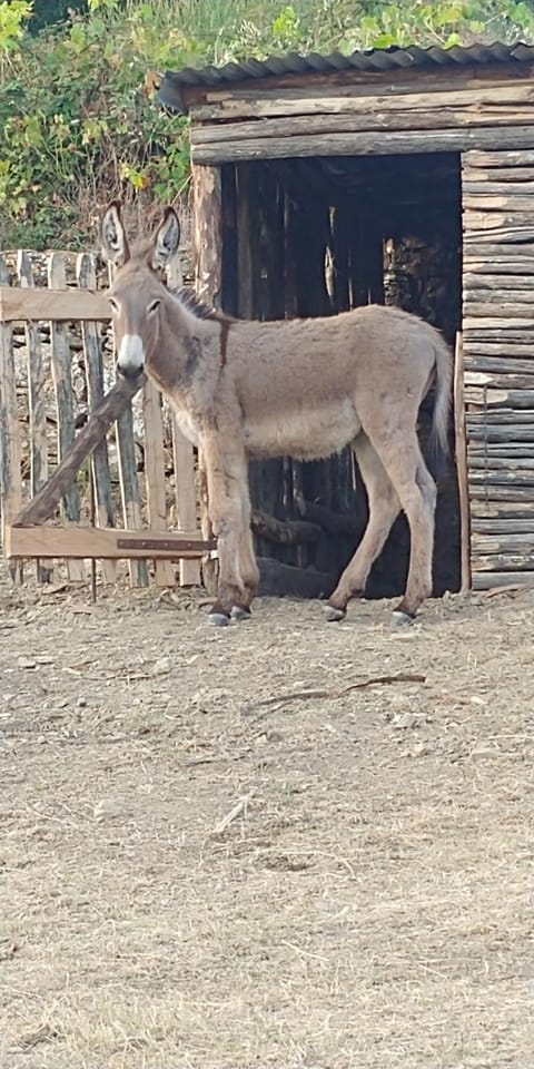 Magrignano Apartment in Tuscany