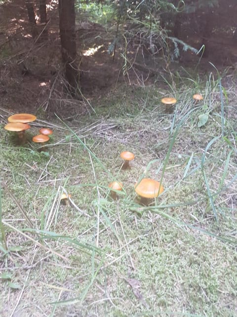 Willa Liski House in Lithuania