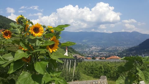 Almbergerhof Apartment in Tirol