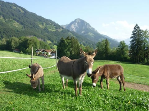 Natural landscape, Animals, Mountain view