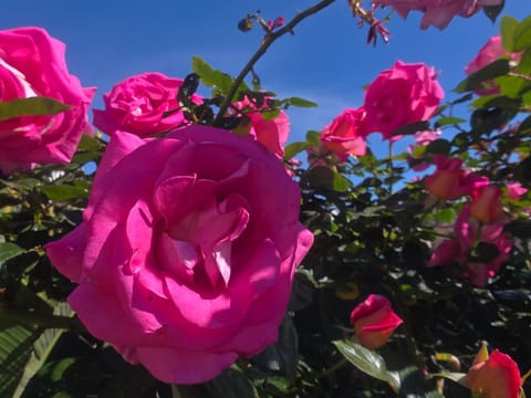 Chambre d'hôtes dans Villa Diane Bed and Breakfast in La Londe-les-Maures