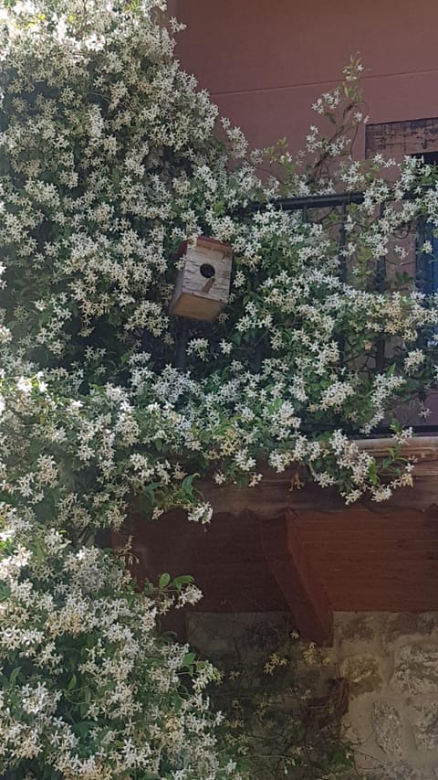Spring