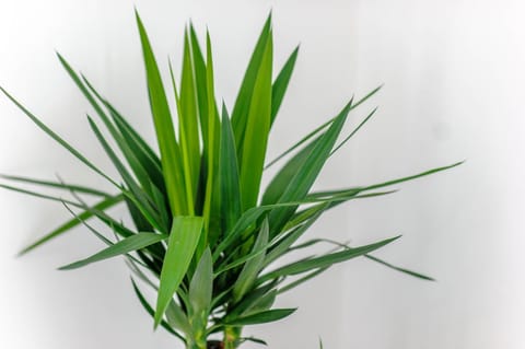 Apartments NADA Bed and Breakfast in Šibenik-Knin County, Croatia