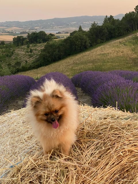 Le case della baracchina House in Tuscany