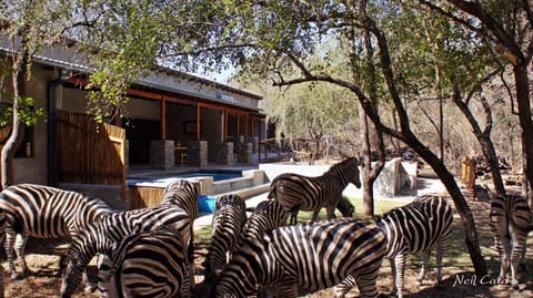 Animals, Swimming pool
