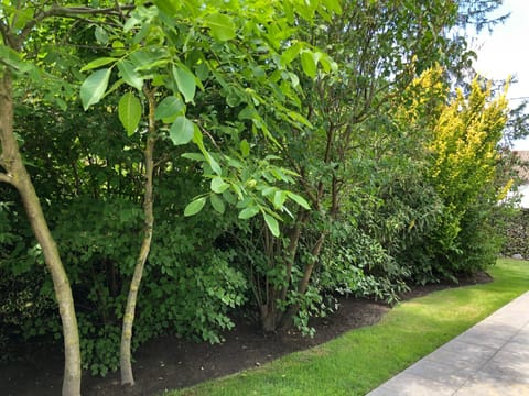 Spring, Natural landscape, Garden, Garden view