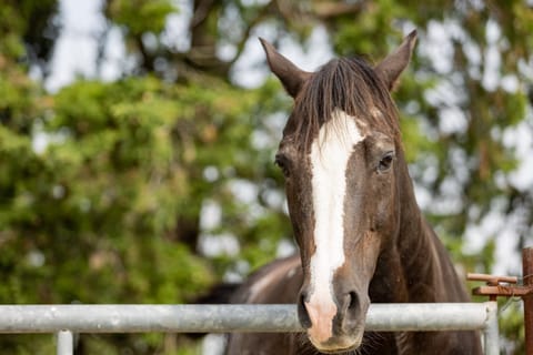 Agriturismo La Valle della Lavanda - Podere Mezzastrada Farm Stay in Tuscany