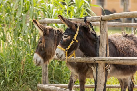 Agriturismo La Valle della Lavanda - Podere Mezzastrada Farm Stay in Tuscany