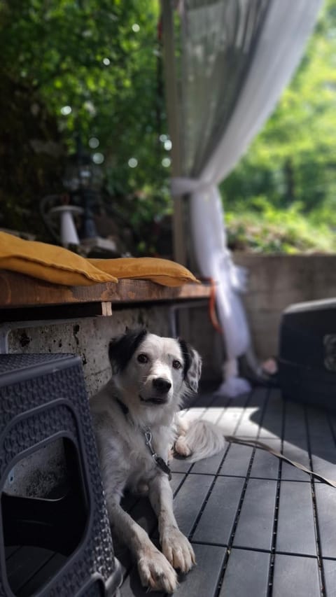 Brvnara Majstorović House in Zlatibor District, Serbia