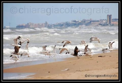 Don Alfonso Apartaments Apartment in Termoli