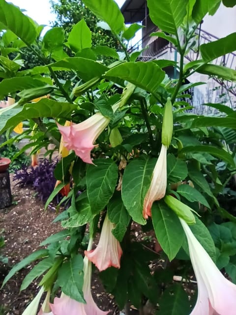 Spring, Garden, Garden view