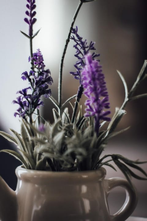 Casa Lavenda House in Plovdiv