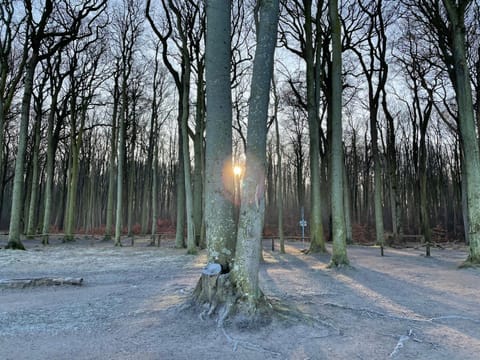 Natural landscape, Winter