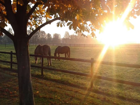 Animals, Sunrise