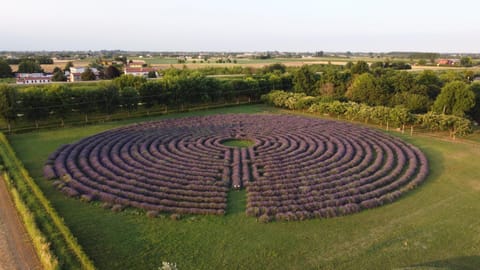 Bird's eye view, Garden, Garden view