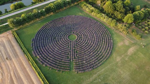 Bird's eye view, Garden, Garden view