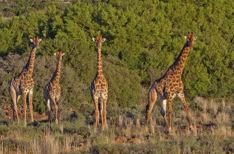 Day, Animals