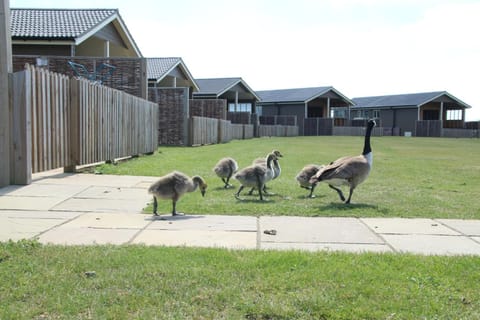 Waterside Lodges Cambridge Chalet in South Cambridgeshire District