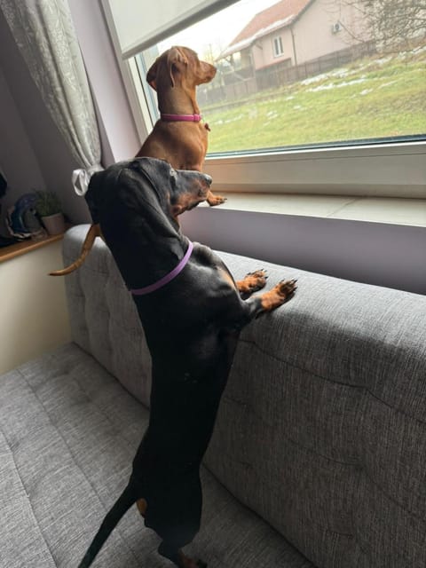 Apartman Cherry Gradac Valjevo House in Serbia