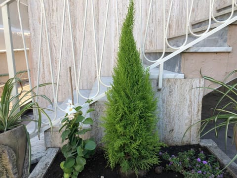 Facade/entrance, Garden