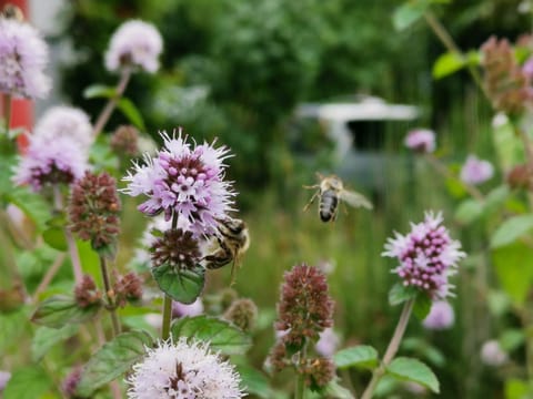 Garden, Animals