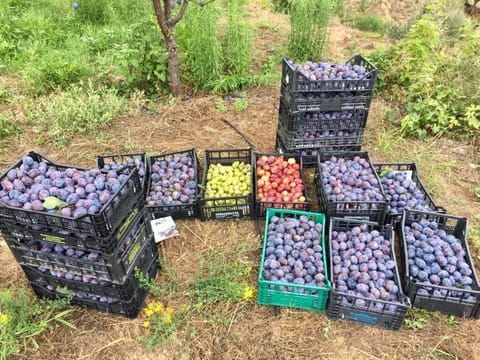 Agriturismo LaValleggia Farm Stay in Liguria