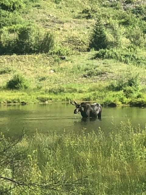 Natural landscape, View (from property/room), Hiking, Animals, Mountain view