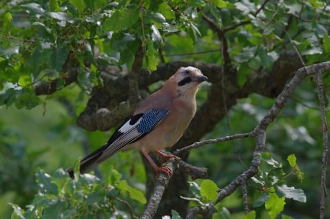 Day, Summer, Animals