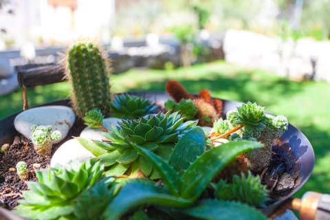 Apartments Paunovic Apartment in Makarska