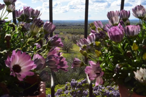 Terme e relax nella campagna viterbese Bed and Breakfast in Umbria