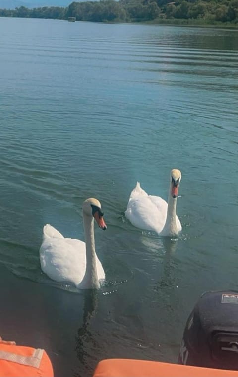 Apartments Stella Apartment in Podgorica Municipality, Montenegro