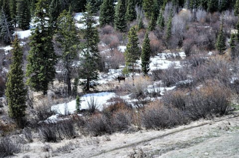 Natural landscape, Winter