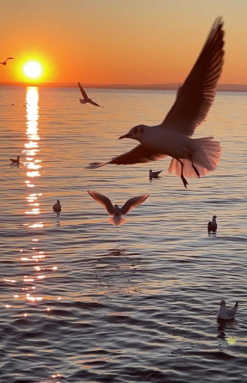 Cangrande Hotel Hotel in Lazise
