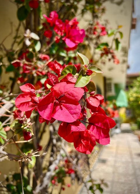 Bed&Breakfast Villa Lorena Hotel in Forte dei Marmi