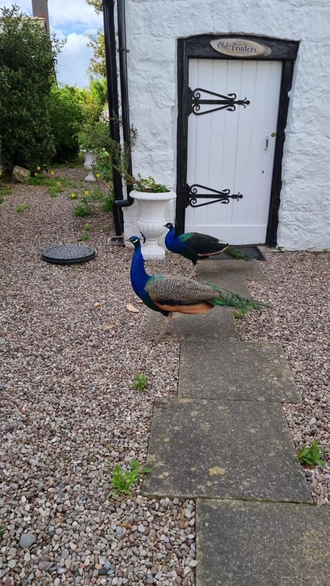 Old Printers Ruthin House in Ruthin
