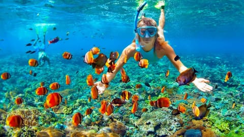 Snorkeling, Diving