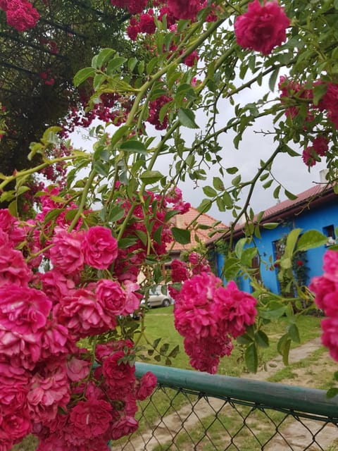 Spring, Day, Garden, Garden view
