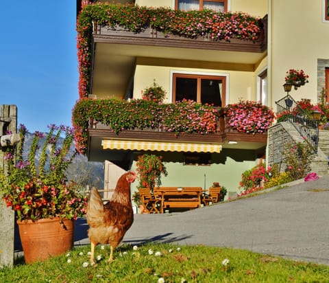 Facade/entrance, Animals, Animals