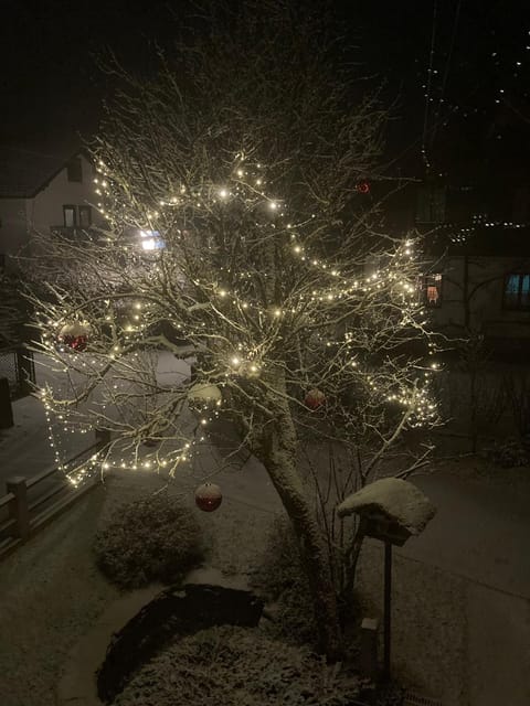 Night, Winter, Garden