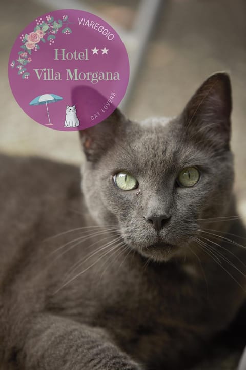 Hotel Villa Morgana Hotel in Viareggio