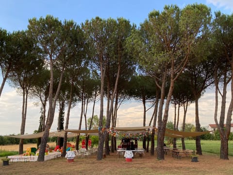 Day, Natural landscape, Garden, Garden view