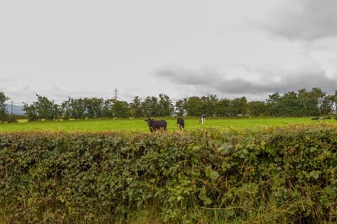 Mc Callstown House Apartment Apartment in Northern Ireland