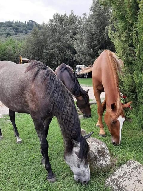 Agriturismo Frantoio Valiani Farm Stay in Umbria