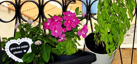 Romantic House Apartment in Cagliari