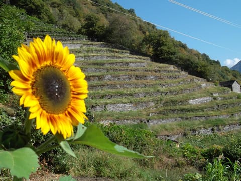 Natural landscape, Photo of the whole room, Landmark view