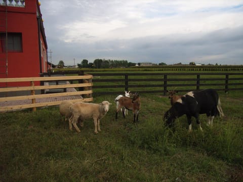 Garden, Balcony/Terrace, Evening entertainment, Pets