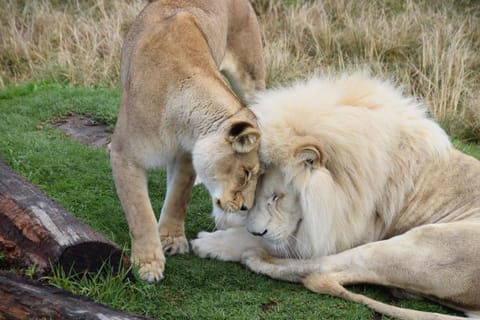 Activities, Animals, On site, Entertainment
