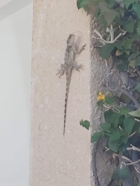 Property building, Animals